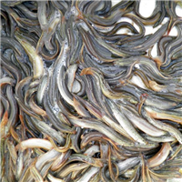 三明泥鳅价格