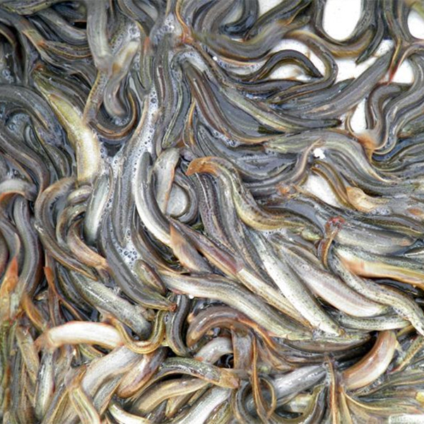 三明泥鳅价格