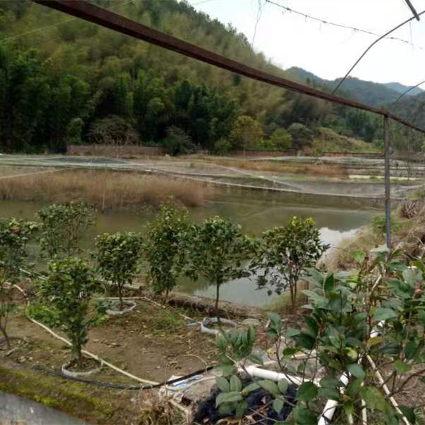 福建泥鳅苗