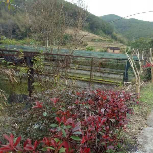福建泥鳅苗