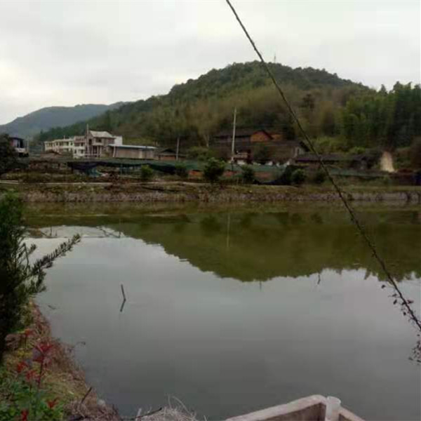 三明泥鳅苗