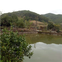 福建泥鳅苗