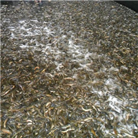 三明泥鳅繁殖基地