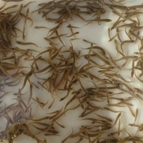 三明泥鳅苗供应