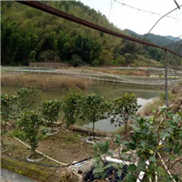 福建泥鳅苗