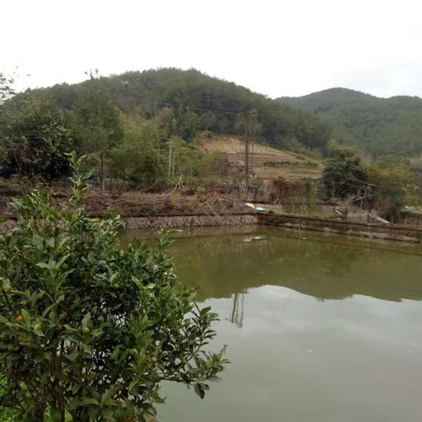 福建泥鳅苗