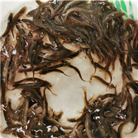 福建泥鳅苗出售