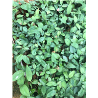 梧州土茯苓种苗