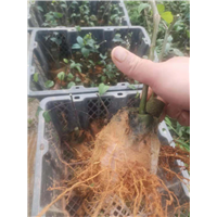 岗梅种苗