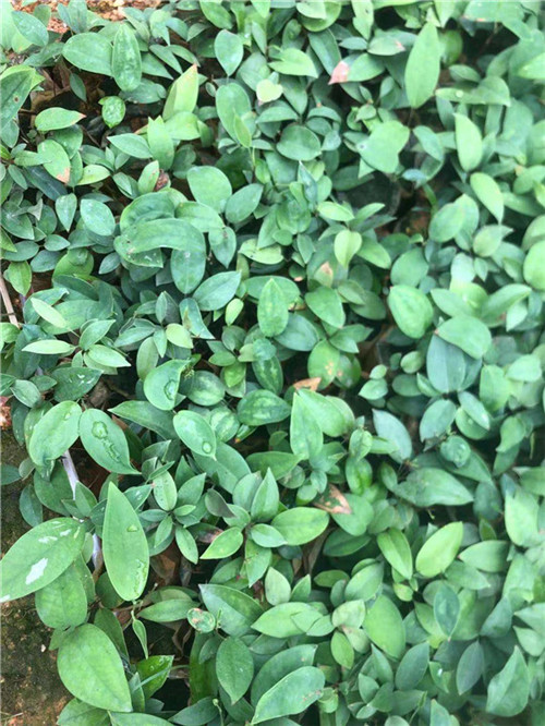 广西土茯苓种苗