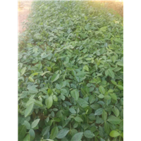 广东牛大力种苗