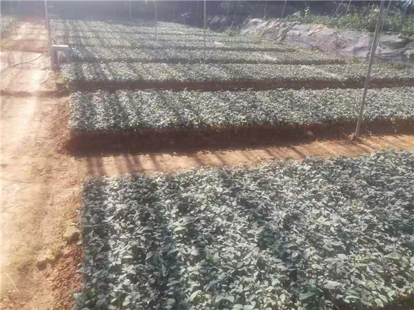 土茯苓种苗