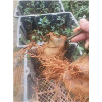 广西岗梅种苗