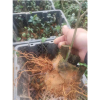 岗梅种苗价格