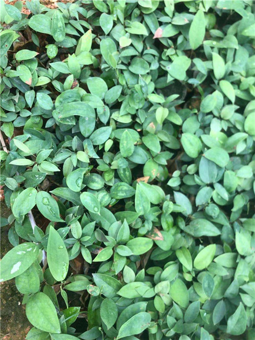 梧州土茯苓种苗
