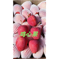 鸡心果苗矮化鸡心果 