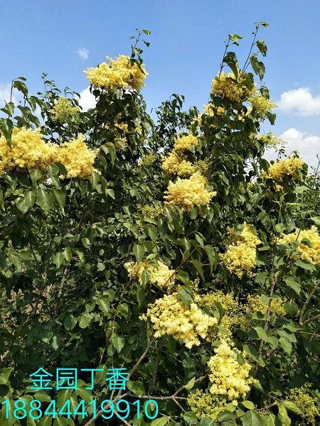金园丁香绽放植物园 