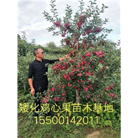 123果树苗-梨苗|寒富苹果苗 