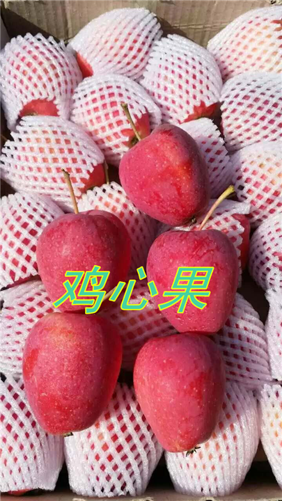 鸡心果苗矮化鸡心果 