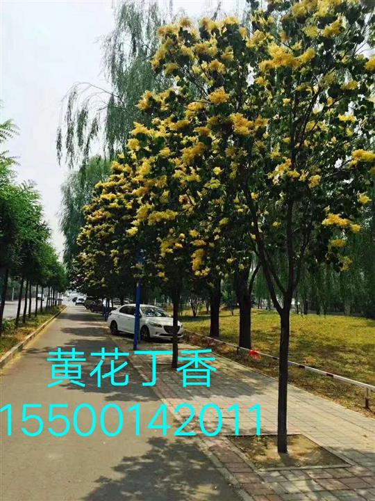 黄花丁香 