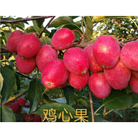 矮化鸡心果 