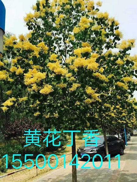 黄花丁香价格查询 
