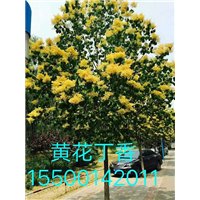 黄花丁香价格查询 