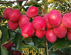 矮化鸡心果 