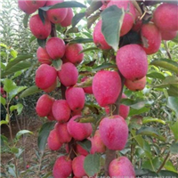 矮化鸡心果 