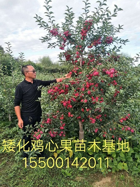 123果树苗-梨苗|寒富苹果苗 