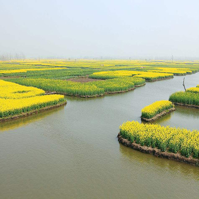 千垛菜花风景区农家乐