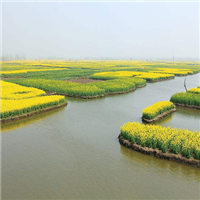 千垛菜花风景区农家乐