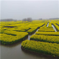 千垛菜花风景区农家乐