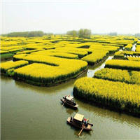 千垛菜花风景区农家乐