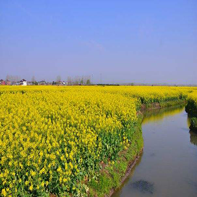千垛油菜花风景区农家乐