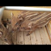 湖南纯种野猪 江苏特种野猪养殖基地 