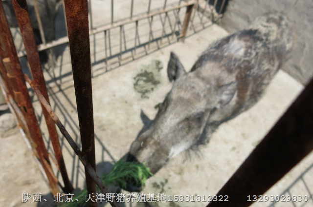 南京野猪苗无锡纯种野猪徐州野猪养殖场 