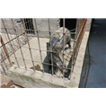 荆州野猪养殖场宜昌野猪苗襄阳纯种野猪价格 
