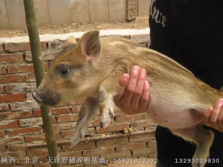 北京野猪肉批发北京野猪肉价格的走向 
