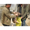 张家口野猪养殖场蔚县沽源野猪肉价格 