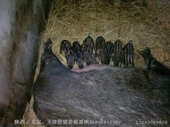 河南特种野猪肉价格济源野猪养殖基地 