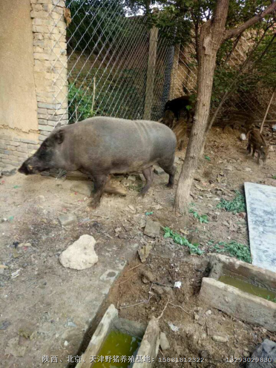 仙桃特种野猪苗 潜江纯种野猪养殖批发 