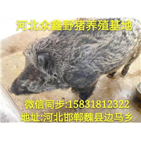 乌鲁木齐野猪 新疆大型野猪养殖交易中心 