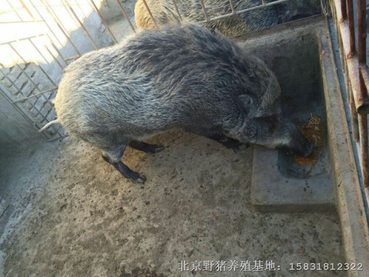 邯郸野猪|邯郸野猪养殖|邯郸野猪肉价格 