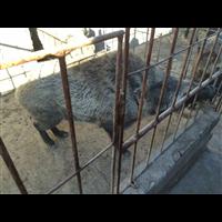 焦作野猪养殖技术 濮阳纯种野猪养殖基地 