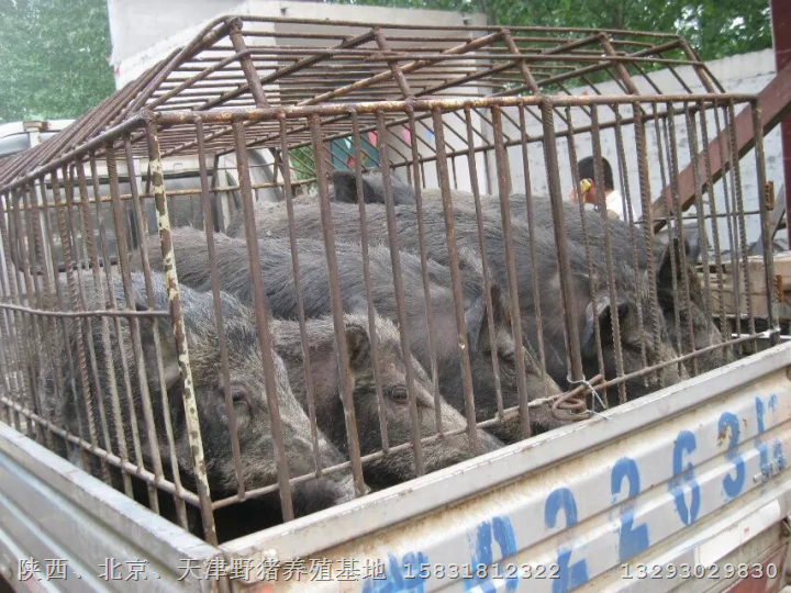 陕西地区养殖规模**的野猪养殖基地 