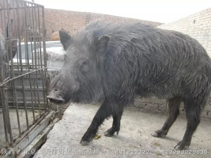 吉林野猪养殖场销售各种大小野猪及野猪肉 
