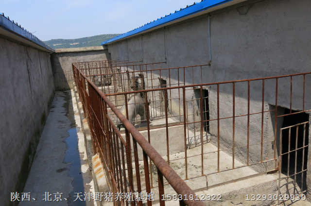 湖北十堰野猪肉价格 荆州宜昌野猪养殖场 