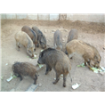 邯郸野猪价格|邯郸特种野猪|邯郸野猪养殖 