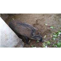 河北野猪苗价格 河北特种野猪养殖基地 